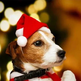 Santa Hat for Pets: Christmas Decoration